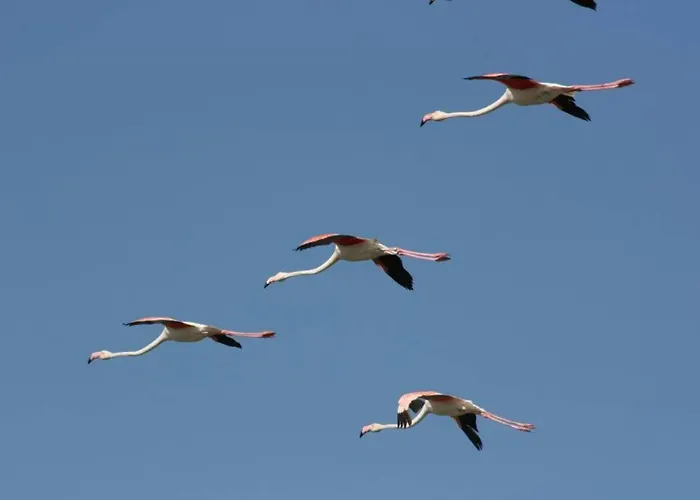 Nettuno 1a * Lido di Pomposa